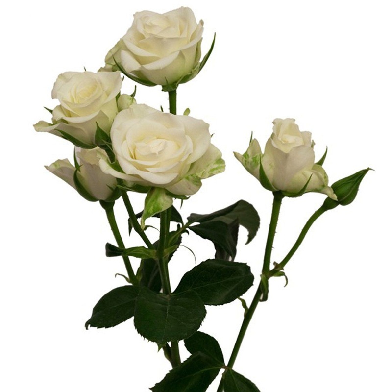 Spray Roses Ivory – Bulk and Wholesale
