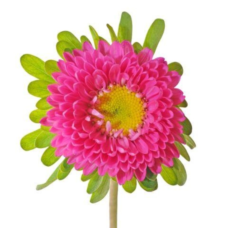 Aster Matsumoto Pink – Bulk and Wholesale
