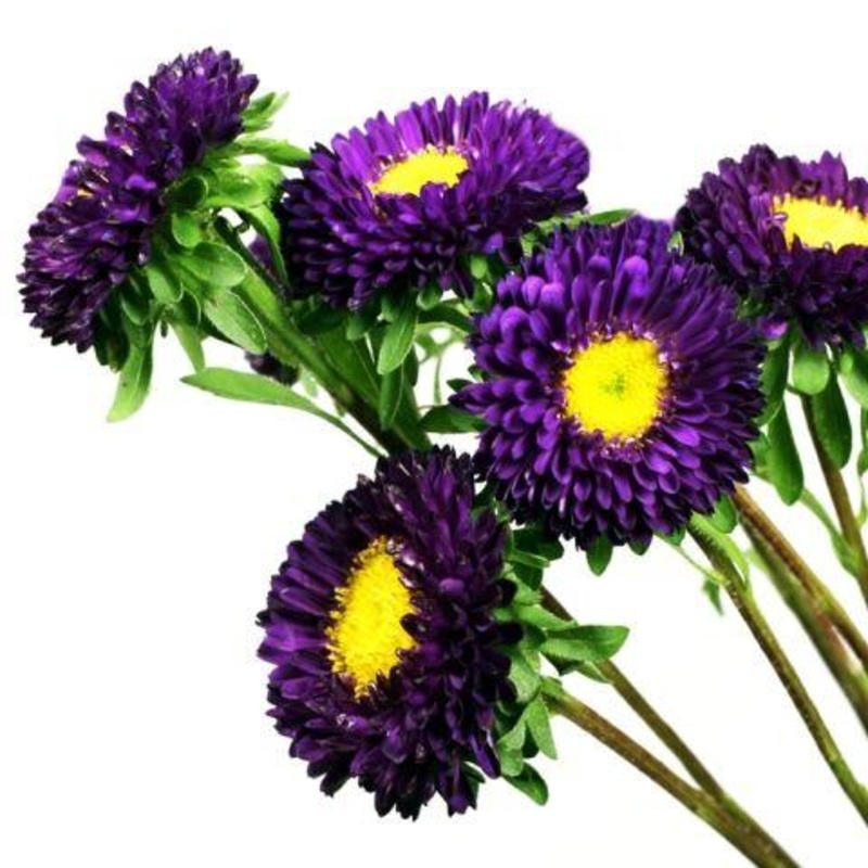 Aster Matsumoto Purple – Bulk and Wholesale