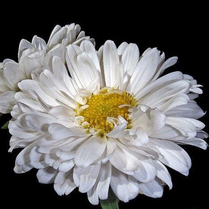 Aster Matsumoto White – Bulk and Wholesale