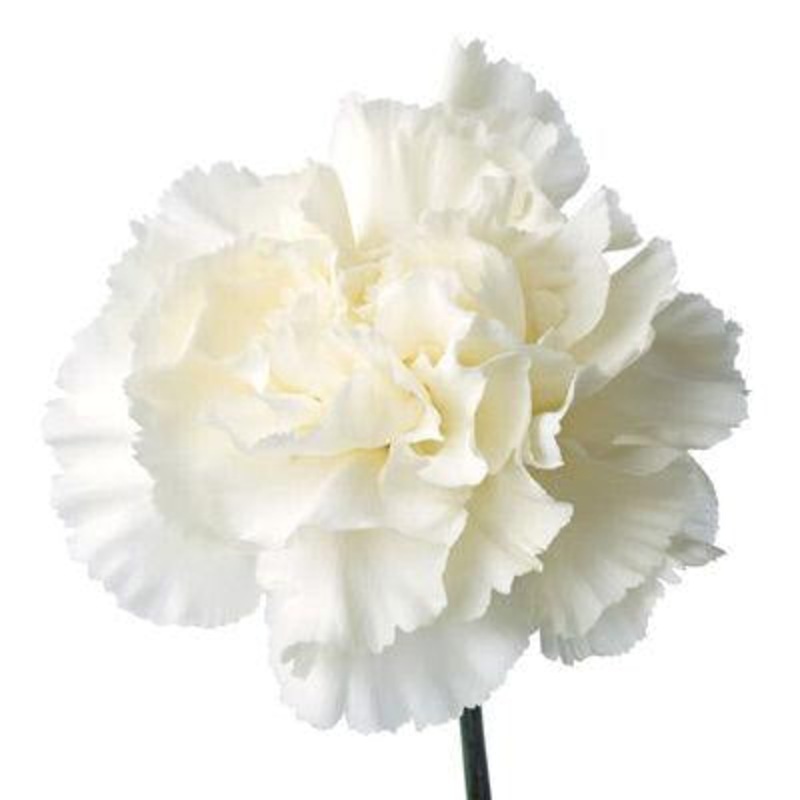 Carnation White – Bulk and Wholesale