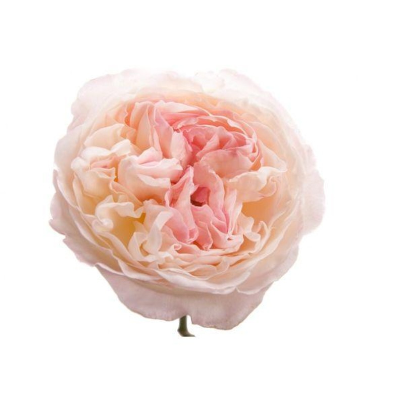 Garden Rose Blush Pink – Bulk and Wholesale