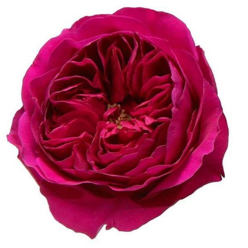 Garden Rose Hot Pink – Bulk and Wholesale
