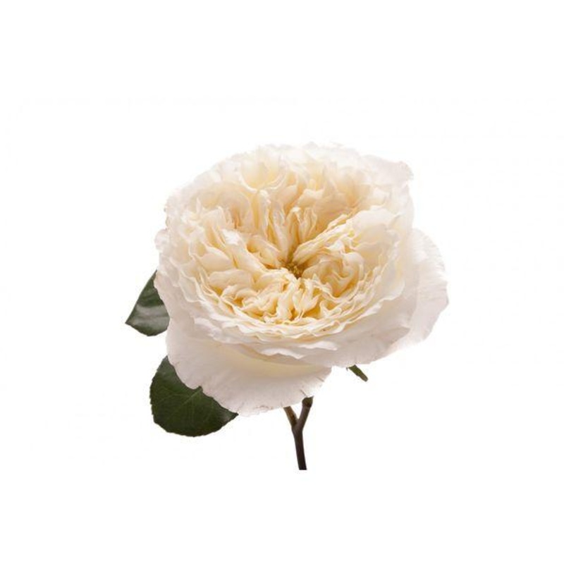 Garden Rose Ivory – Bulk and Wholesale