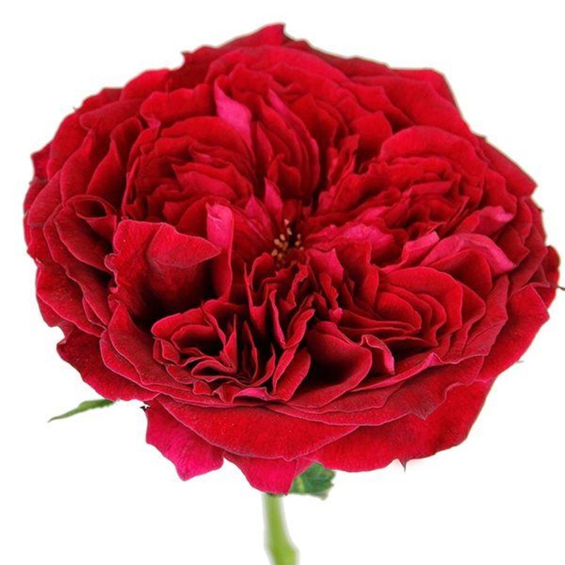 Garden Rose Red – Bulk and Wholesale