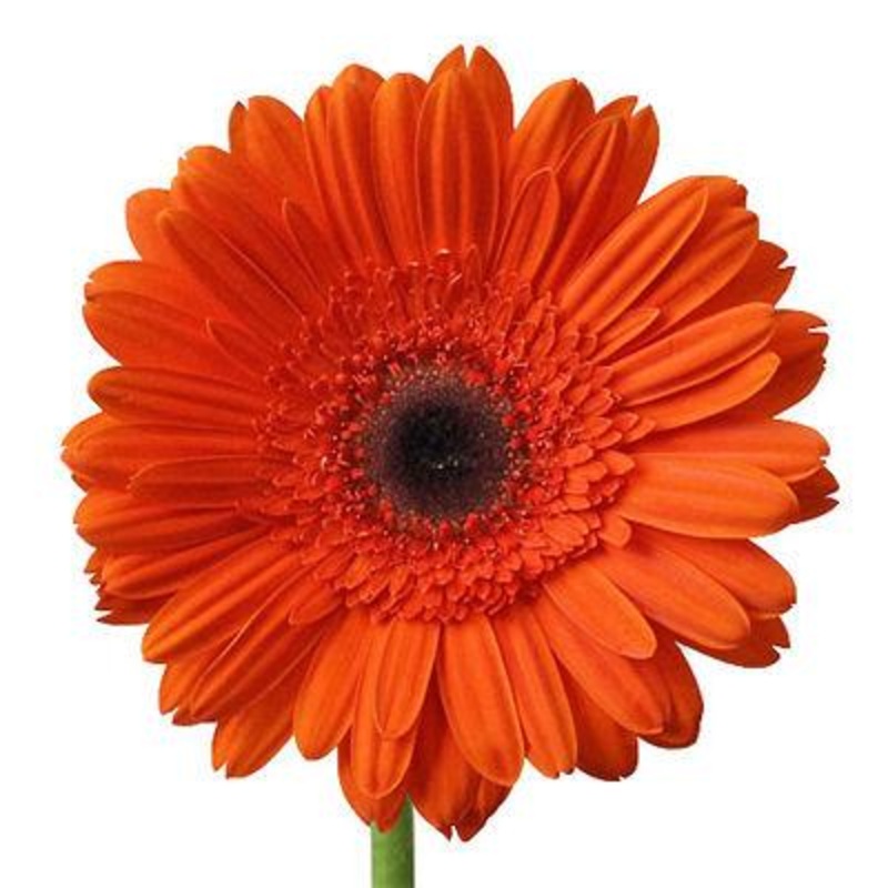 Gerbera Orange Mini – Bulk and Wholesale