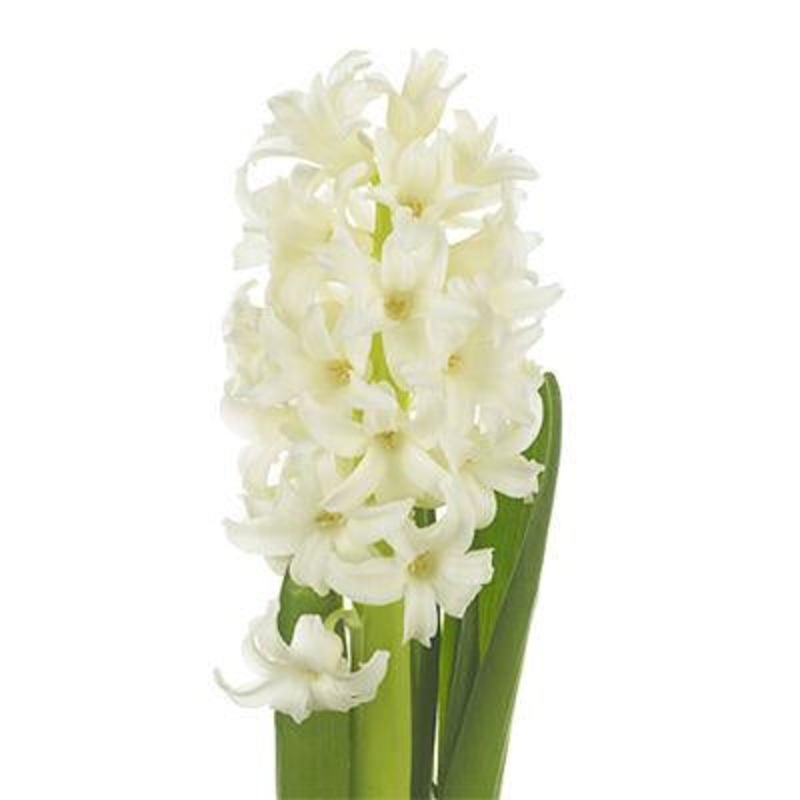 Hyacinth White – Bulk and Wholesale