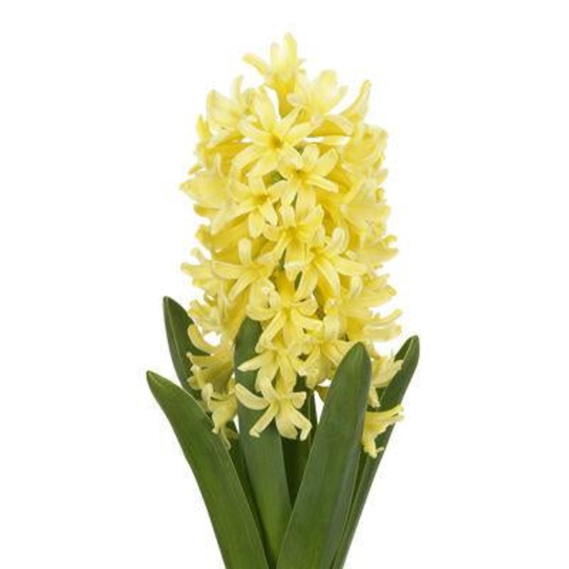 Hyacinth Yellow – Bulk and Wholesale