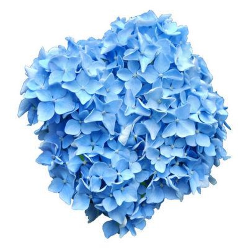 Hydrangea Blue – Bulk and Wholesale