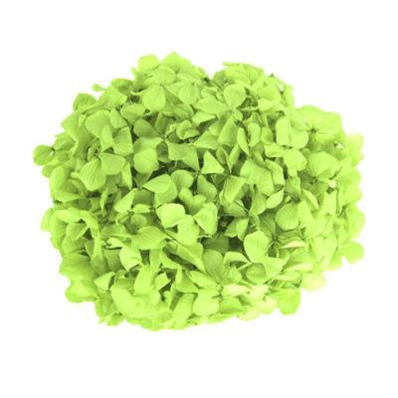 Hydrangea Green – Bulk and Wholesale