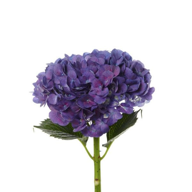 Hydrangea Purple – Bulk and Wholesale