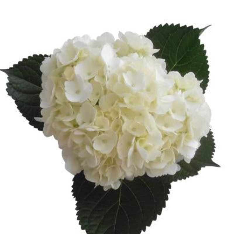 Hydrangea White – Bulk and Wholesale