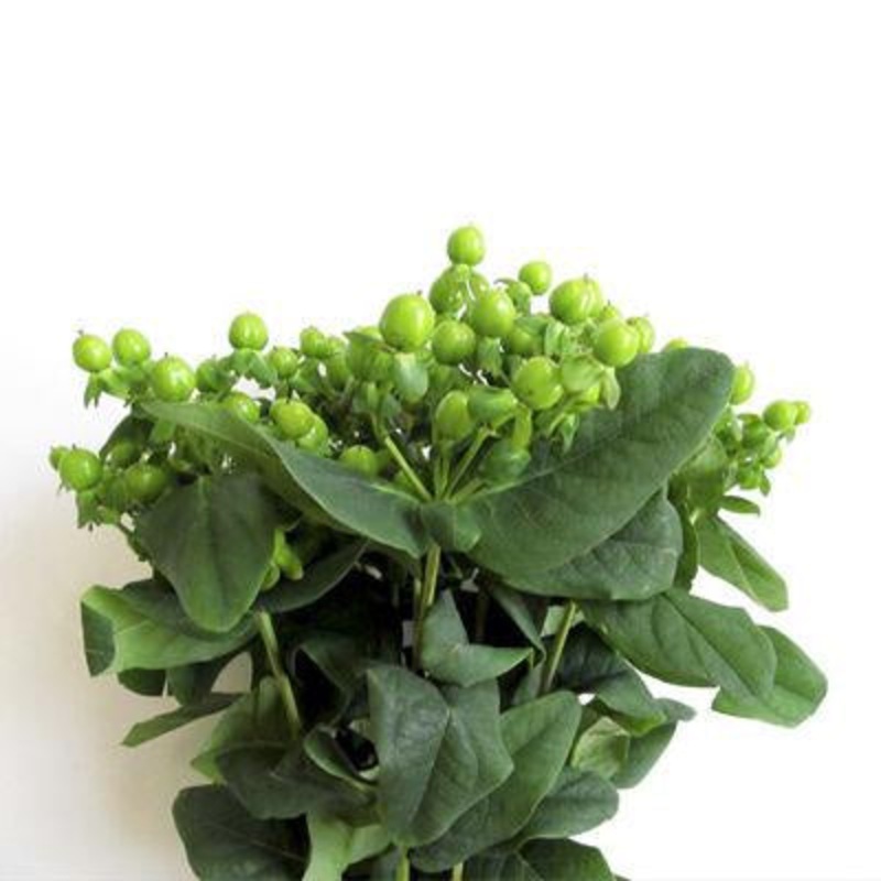 Hypericum Berries Green – Bulk and Wholesale