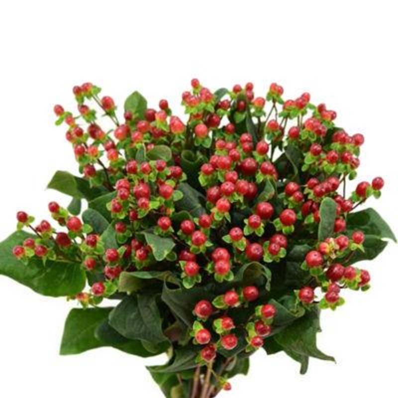 Hypericum Berries Red – Bulk and Wholesale