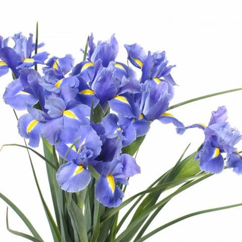 Iris Blue – Bulk and Wholesale