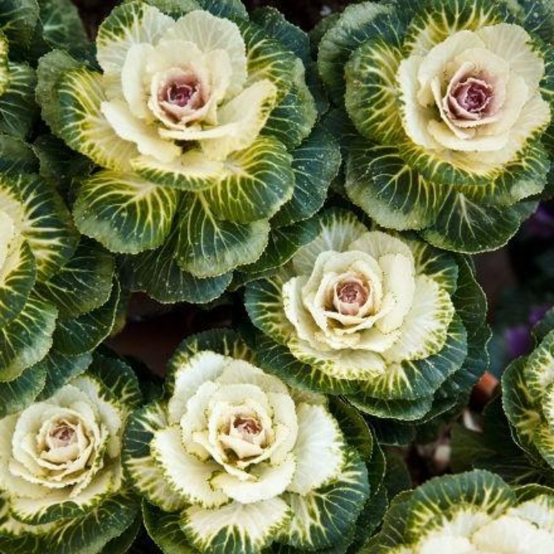 Kale White – Bulk and Wholesale