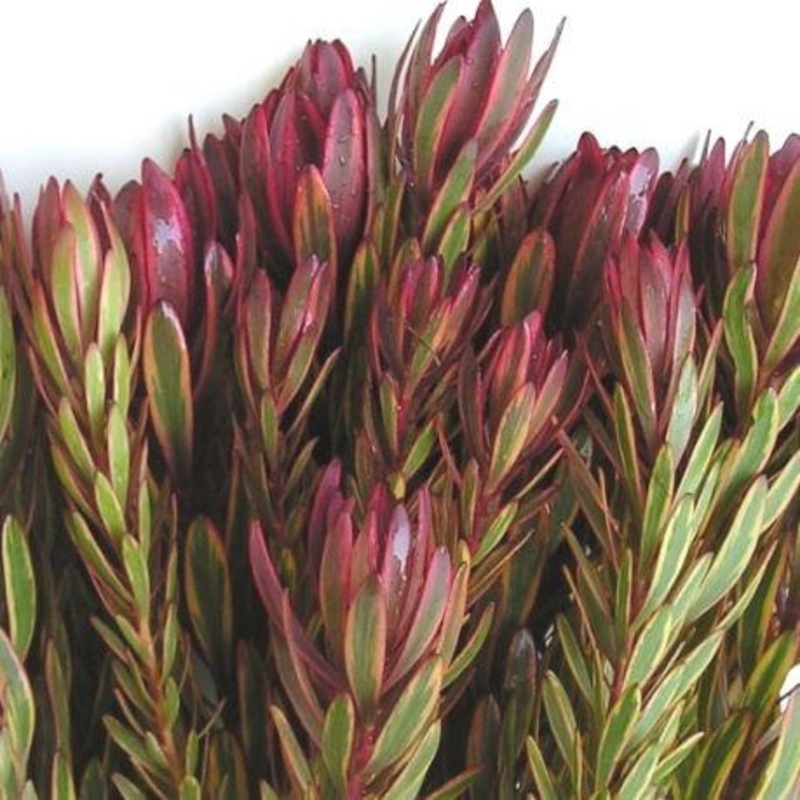 Leucadendron Pink – Bulk and Wholesale