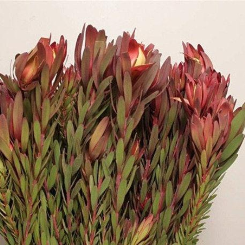Leucadendron Red – Bulk and Wholesale