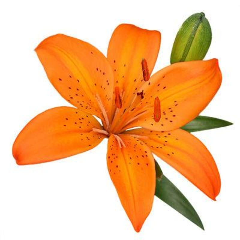 Lily Asiatic Orange – Bulk and Wholesale