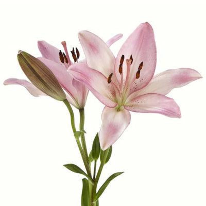 Lily Asiatic Pink – Bulk and Wholesale