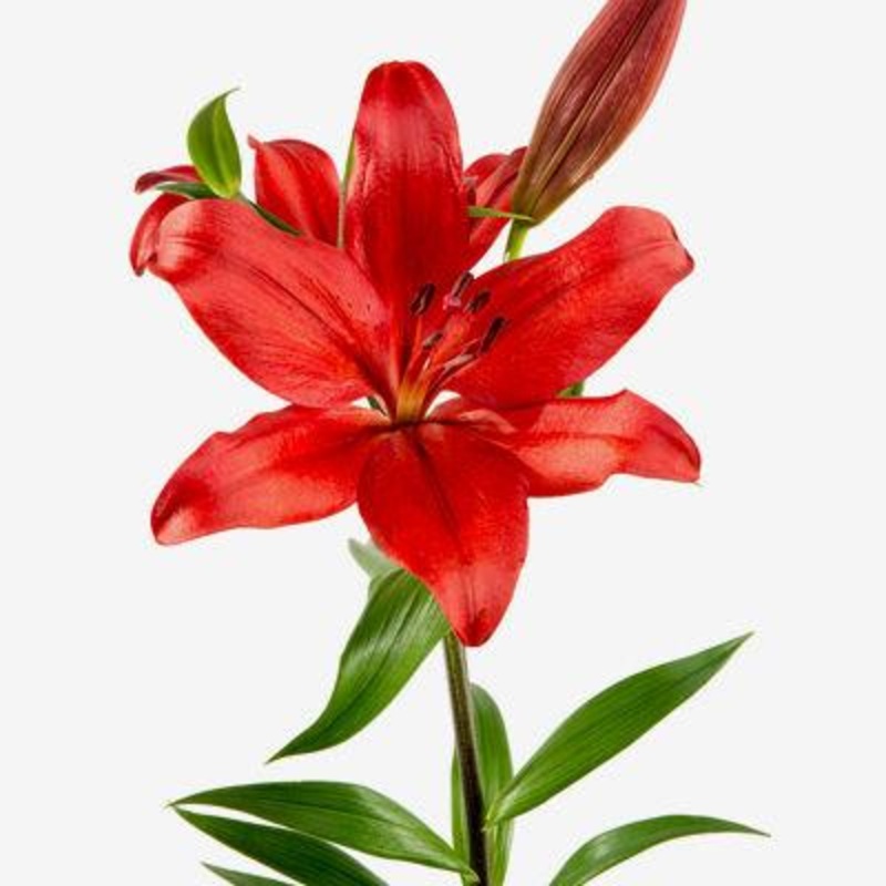 Lily Asiatic Red – Bulk and Wholesale