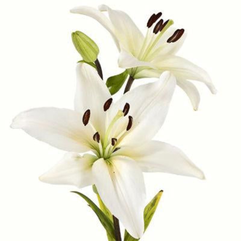 Lily Asiatic White – Bulk and Wholesale