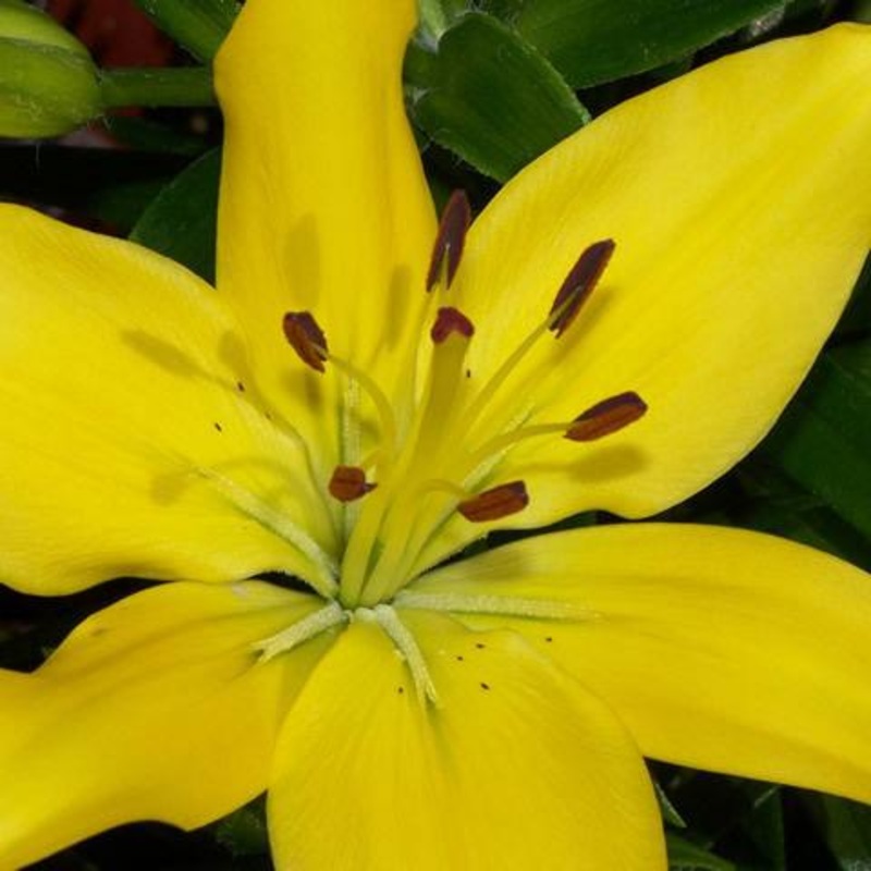 Lily Asiatic Yellow – Bulk and Wholesale