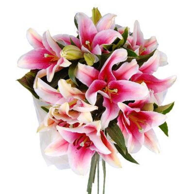 Lily Oriental Pink – Bulk and Wholesale