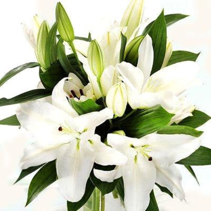 Lily Oriental White – Bulk and Wholesale