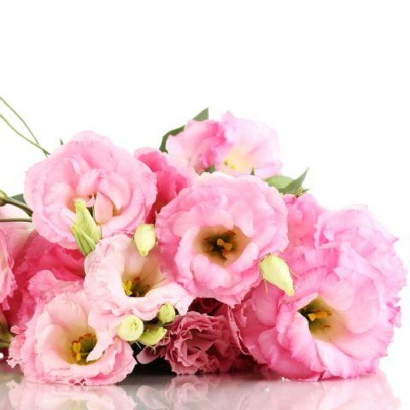 Lisianthus Pink – Bulk and Wholesale