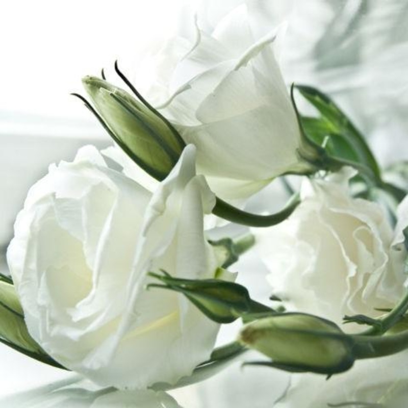 Lisianthus White – Bulk and Wholesale