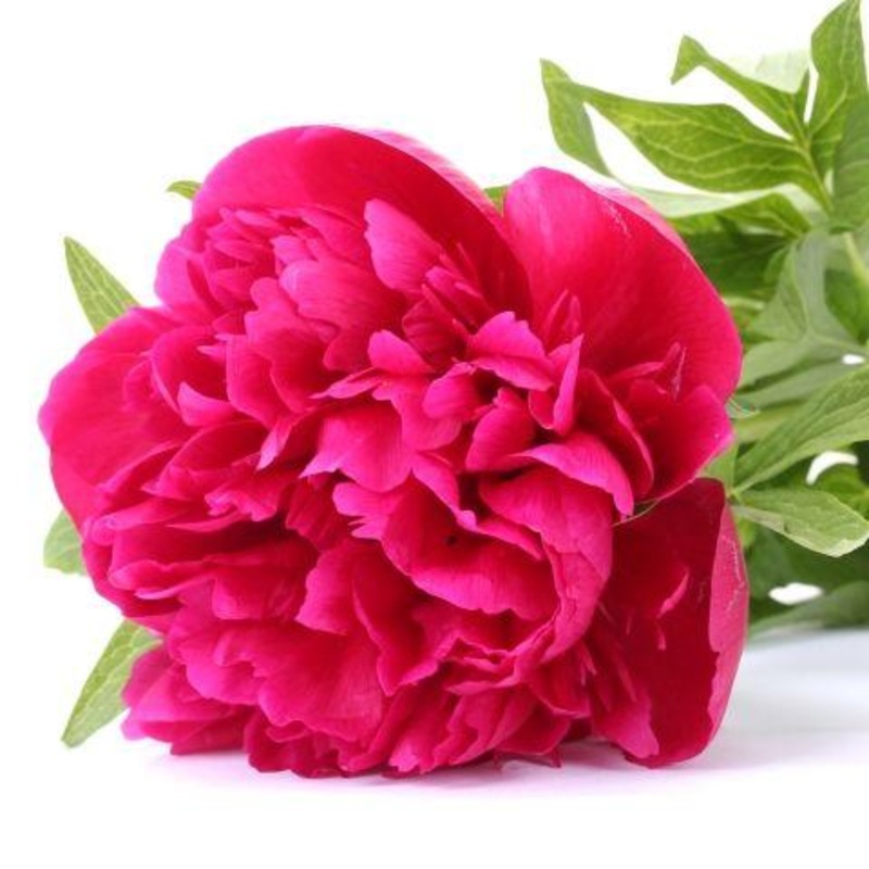 Peony Hot Pink – Bulk and Wholesale