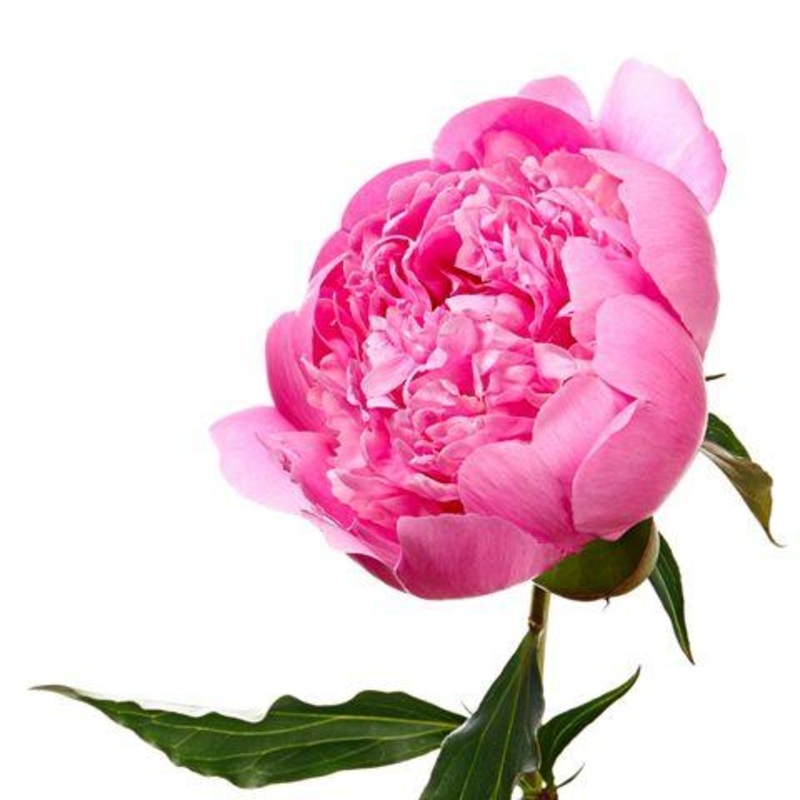 Peony Pink – Bulk and Wholesale