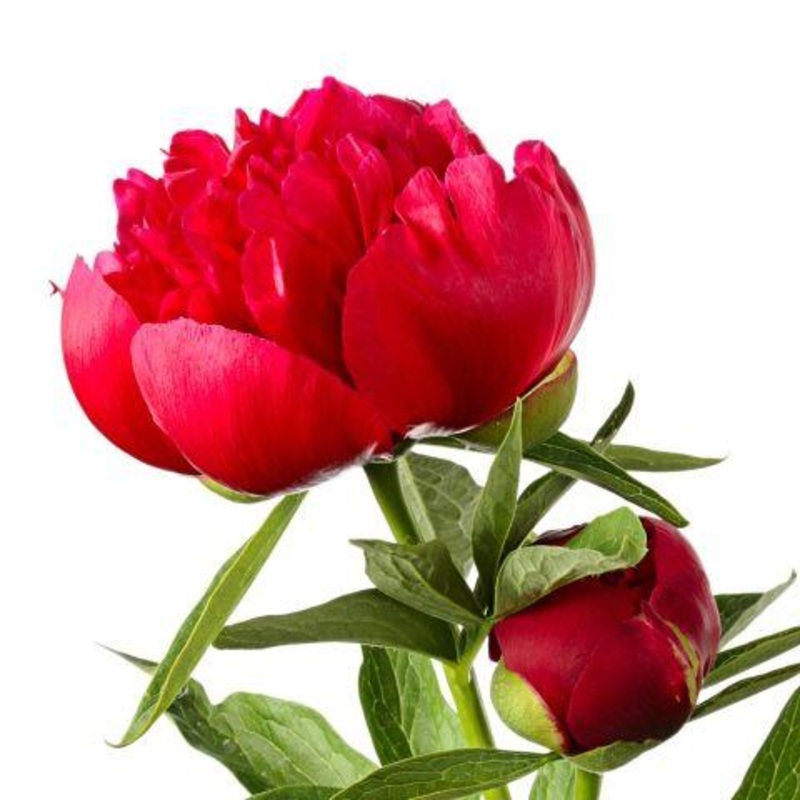 Peony Red – Bulk and Wholesale