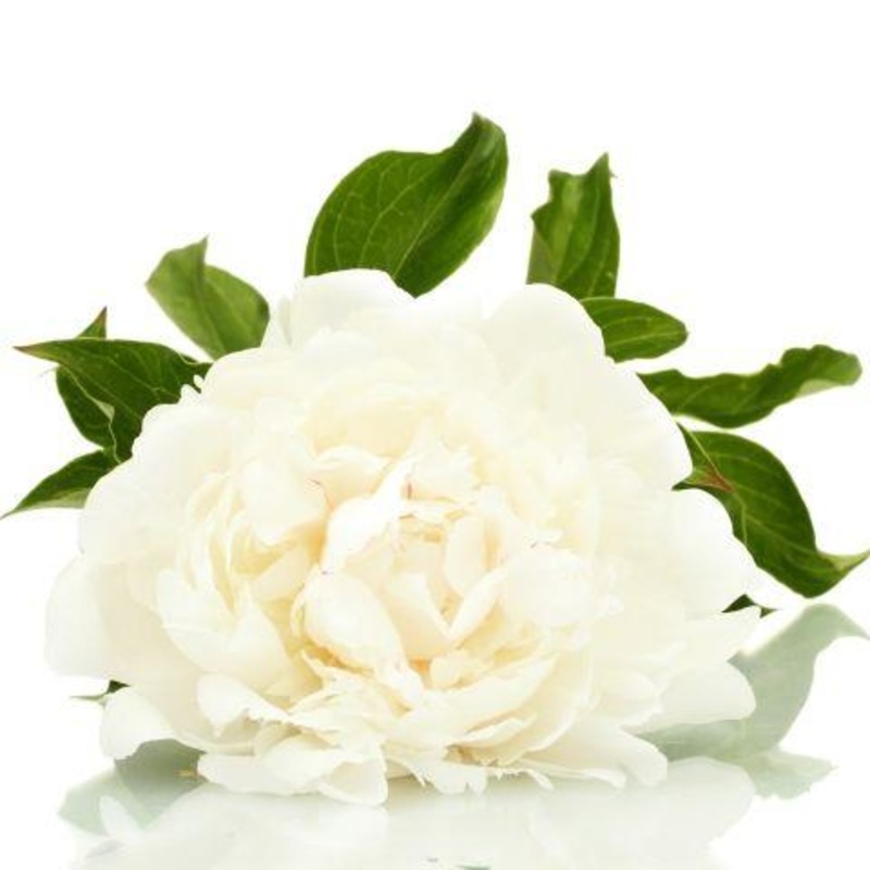 Peony White – Bulk and Wholesale