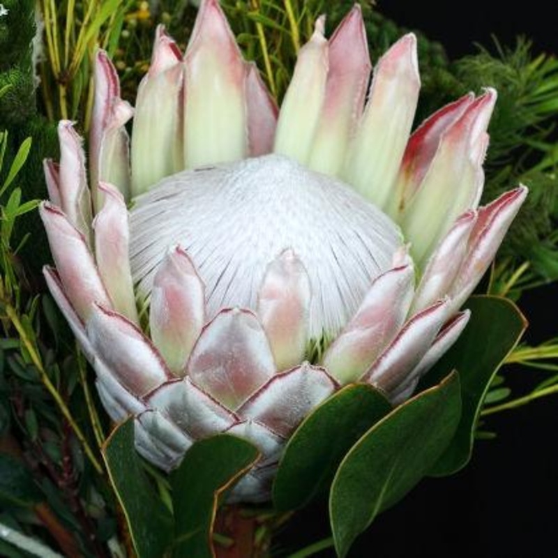 Protea King – Bulk and Wholesale