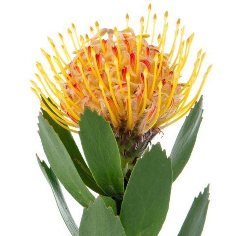 Protea Pin Cushion Yellow – Bulk and Wholesale