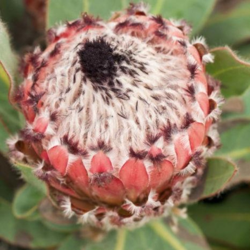 Protea Queen – Bulk and Wholesale