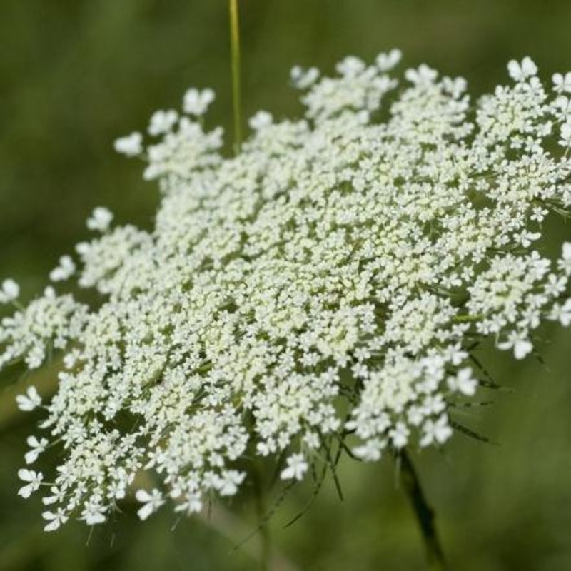 Queen Anne’s Lace – Bulk and Wholesale