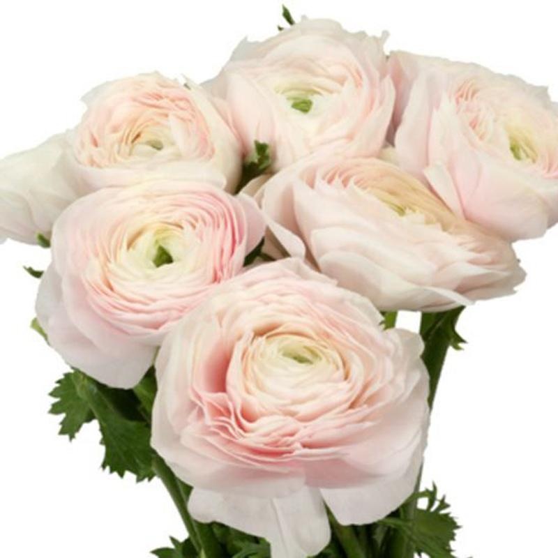 Ranunculus Blush Pink – Bulk and Wholesale