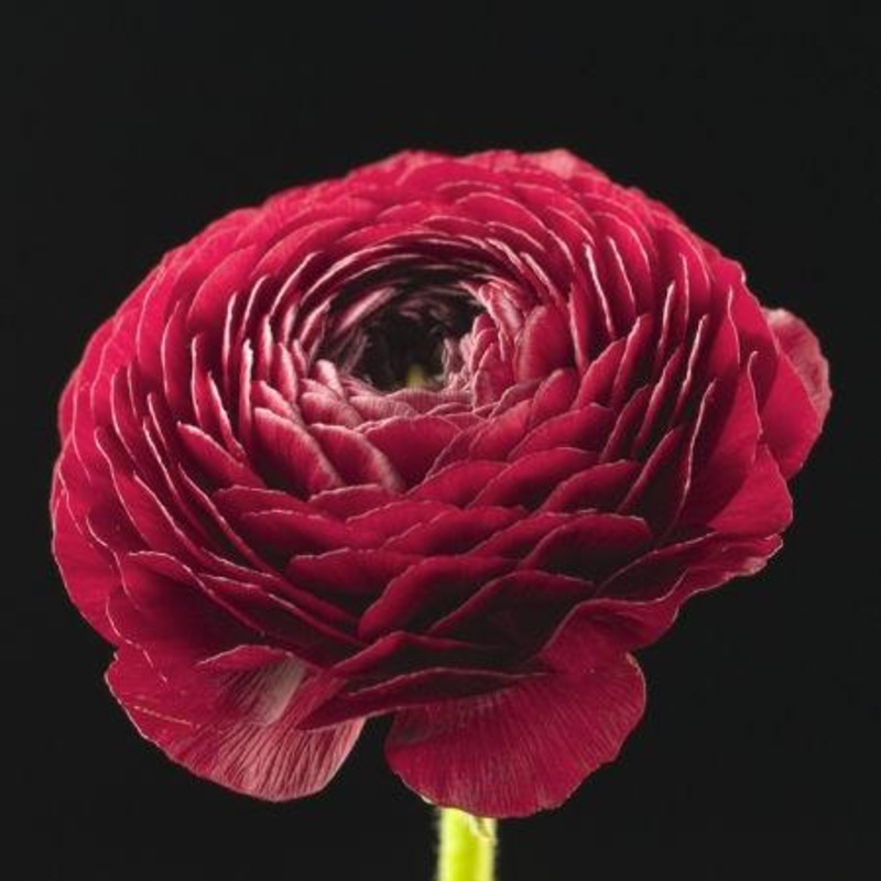 Ranunculus Cranberry – Bulk and Wholesale