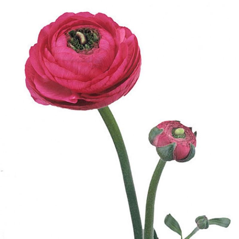 Ranunculus Hot Pink – Bulk and Wholesale