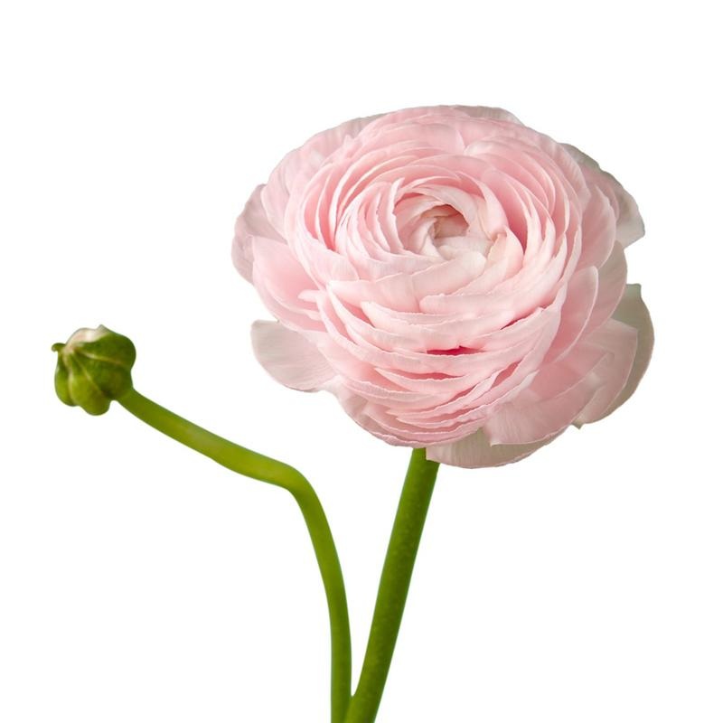 Ranunculus Light Pink – Bulk and Wholesale