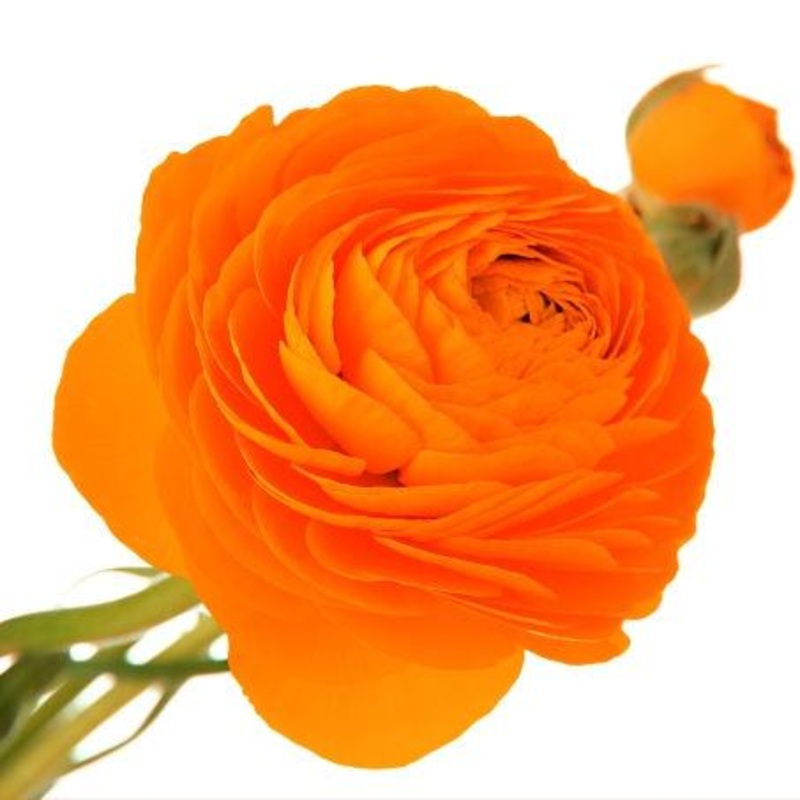 Ranunculus Orange – Bulk and Wholesale