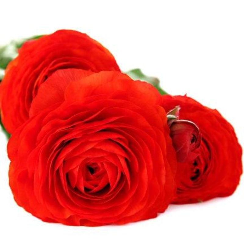 Ranunculus Red – Bulk and Wholesale