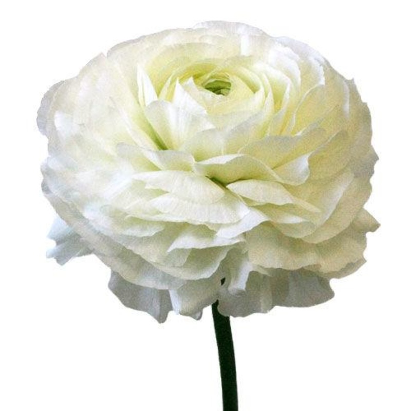 Ranunculus White – Bulk and Wholesale