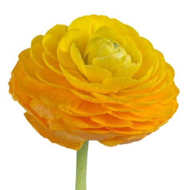 Ranunculus Yellow – Bulk and Wholesale