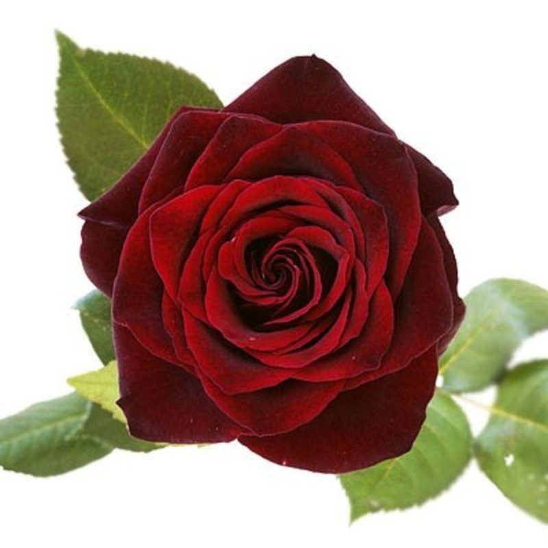Rose Burgundy – Bulk and Wholesale