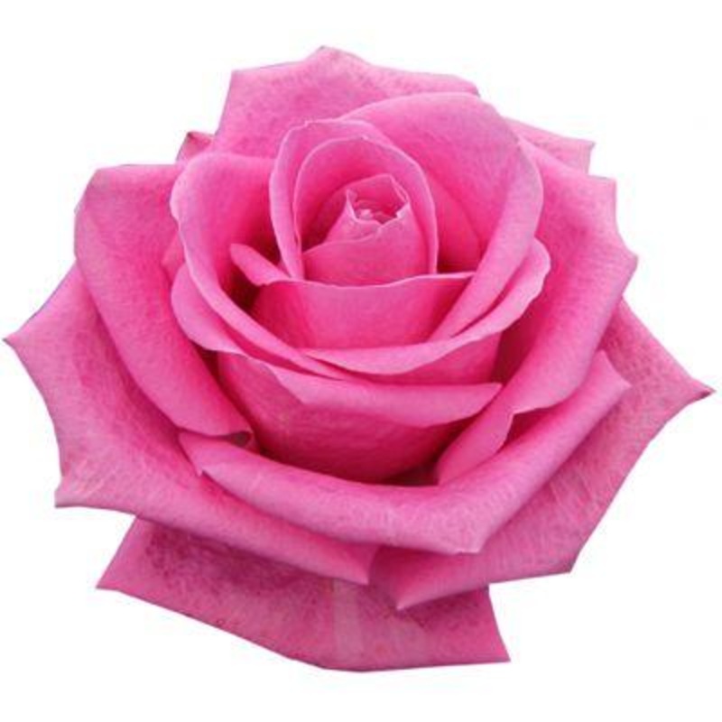 Rose Hot Pink – Bulk and Wholesale