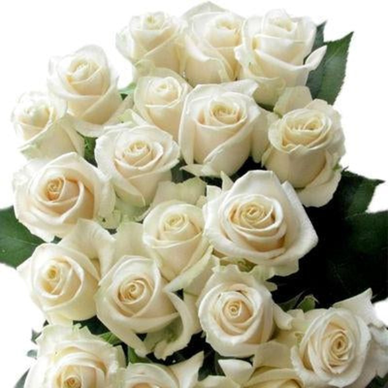 Rose Ivory – Bulk and Wholesale